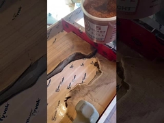 깊이 붓는 樹脂 에서 빛나는 빛